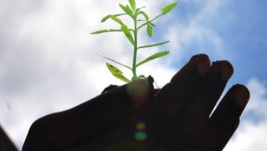 Delhi Govt To Launch Massive Plantation Drive From July 10