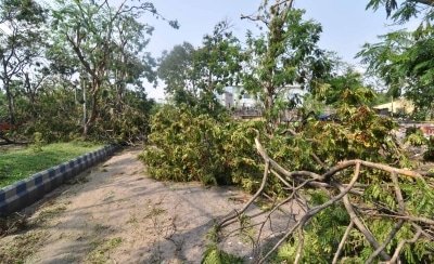 Goa Body Opposes Cutting Of 50000 Trees For Central Projects