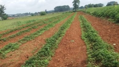 Jharkhand Farmers Look For Sweet Rewards From Strawberry Farming