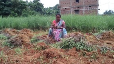 Jharkhand Women Reap Good Profits From Lemongrass Cultivation