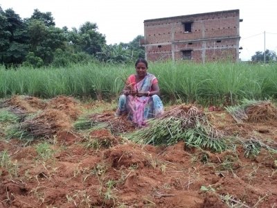 Jharkhand Women Reap Good Profits From Lemongrass Cultivation