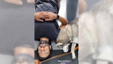Kriti Kharbanda Watches Pulkit Pet Dog Meditate