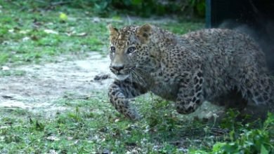 Leopard Enters House In Up District Beaten Unconscious