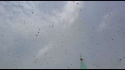 Locusts Damage Over 1100 Hectares Of Crops In Nepal