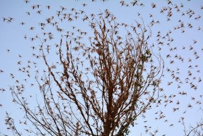 Locusts Unleash New Lifeline For Bandwallahs