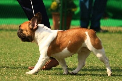 Pet Dogs May Improve Social Emotional Skills In Young Kids