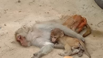 Peta Forest Officials Rescue Baby Monkey In Up