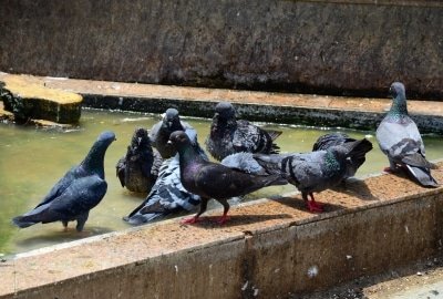 Policemen Rescue Pigeon Caught In Kite String