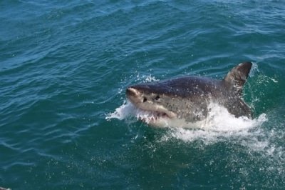 Shark Kills Spearfishing Man In Australia