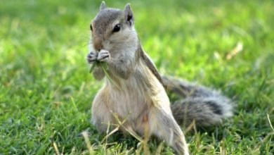 Squirrel Tests Positive For Bubonic Plague In Us