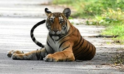 Tiger Census Sets Guinness Record For Worlds Largest Camera Trap Survey