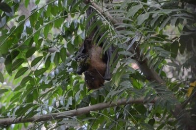 Why Covid 19 Virus Is Not Killing Bats Or Making Them Sick