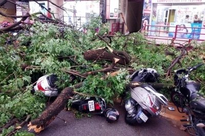 250 Trees Uprooted In Karnatakas Kodagu In Recent Storms