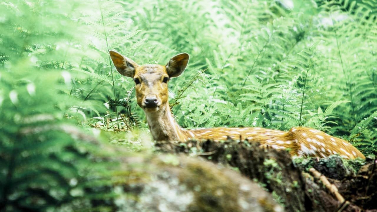 Forest Officers Rescue A Deer From Hotel In Bengaluru