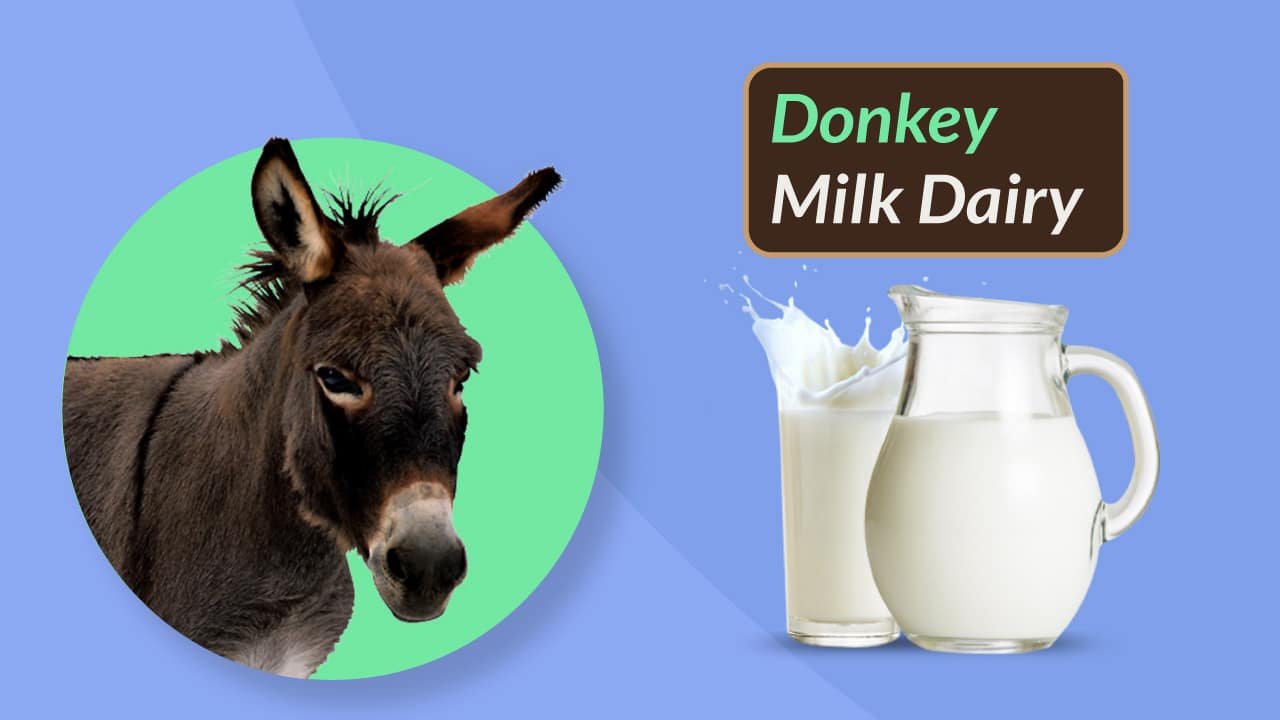 milk dairy in india