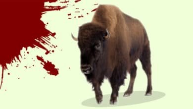 One Arrested In Jalpaiguri On The Charge Of Bison Hunting