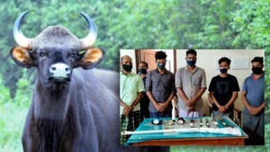 Six Held For Killing A Pregnant Buffalo For Its Meat