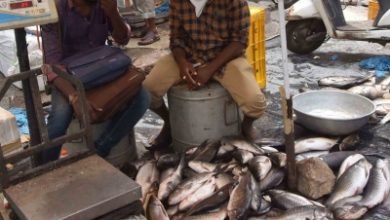 Cmfri To Assess Status Of Species Of Marine Mammals Sea Turtles