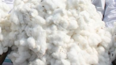 Cotton Crop For 2019 20 Now Estimated At 354 50 Lakh Bales