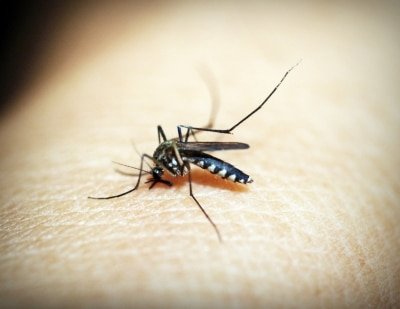 La County Reports 1st West Nile Virus Death In 2020