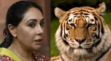 Mp Diya Kumari Issue Guidelines To State Govt To Probe Tiger Deaths