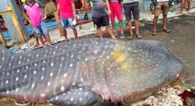 Mumbai Fishermen Find Giant Whale Shark In Net Probe Ordered