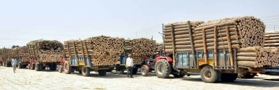 Over 360 Tonnes Of Illegal Timber Seized In Myanmar In One Week