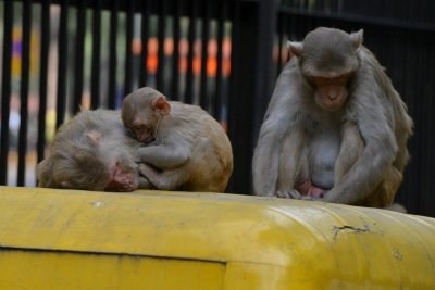 Peta Urges Health Ministry To Stop Vaccine Tests On Monkeys