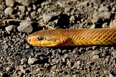 Snake Slithers Up Mans Jeans He Stands Still For 7 Hrs