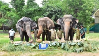 Special Celebrations For Elephants At Hyd Zoo Including 82 Yr Old Rani