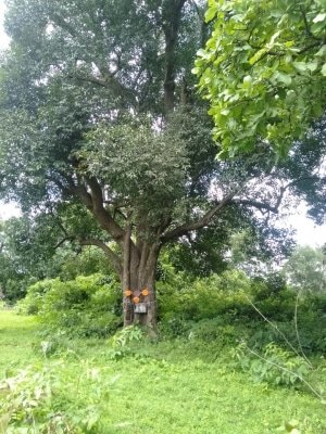 Vriksha Bandhan Marks Rakhi At Aarey Yeoor