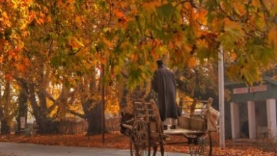 Autumn Kashmirs Golden Yellow Season Of Plenty Is Here Ians Special