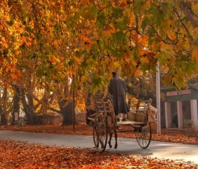 Autumn Kashmirs Golden Yellow Season Of Plenty Is Here Ians Special