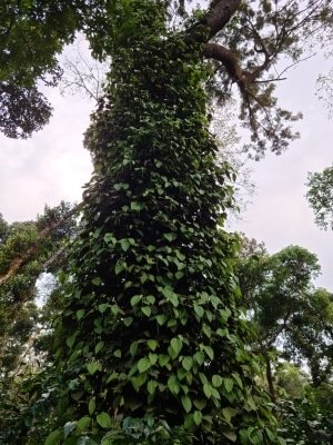 Flood Hit Ktaka Coffee Growers Seek Relief From Centre