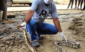Its Raining Pythons In Agra