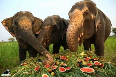 Jumbo Buffet Organised On Elephant Appreciation Day