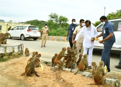 Kcr Feeds Bananas To Monkeys At Yadadri