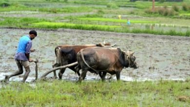 New Law To Define Agricultural Products Trade Areas