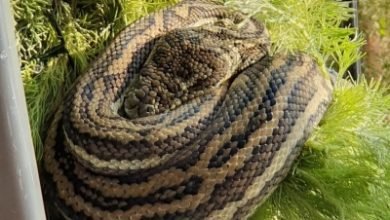 Python That Swallowed Deer Dead After Being Dragged
