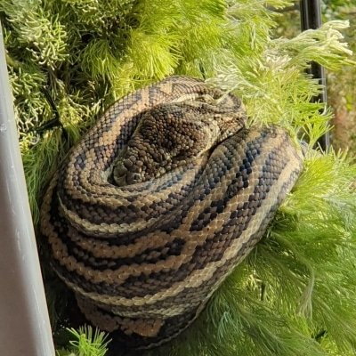 Python That Swallowed Deer Dead After Being Dragged