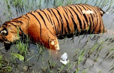 Tiger Carcass Found Near Pilibhit Reserve