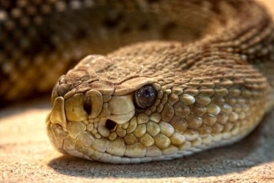 Up Boy Claims Same Snake Bit Him 8 Times In One Month