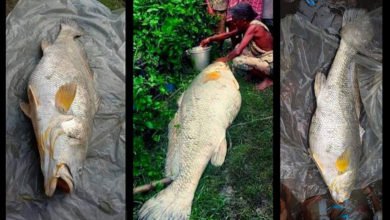 West Bengal Woman Turns Rich After Catching 52 Kg Fish